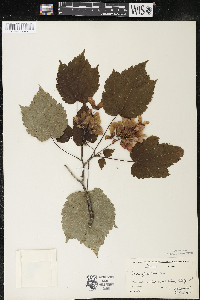 Acer spicatum image