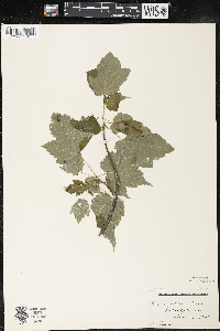 Acer spicatum image