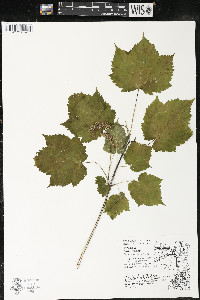 Acer spicatum image