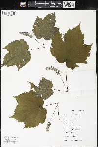 Acer spicatum image