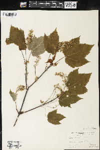 Acer spicatum image