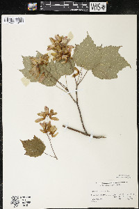 Acer spicatum image