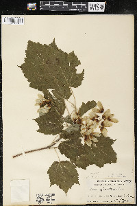 Acer spicatum image