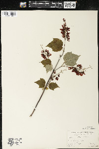 Acer spicatum image