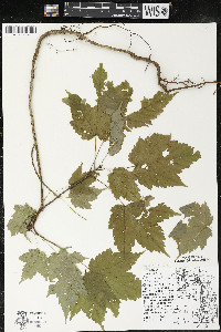 Acer spicatum image