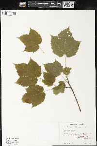 Acer spicatum image