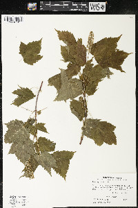 Acer spicatum image