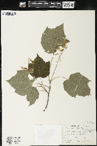 Acer spicatum image