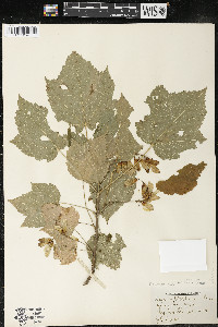 Acer spicatum image