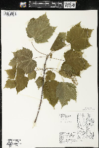 Acer spicatum image