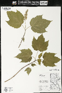Acer spicatum image