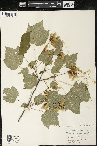 Acer spicatum image
