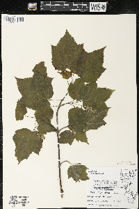 Acer spicatum image