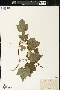 Acer spicatum image