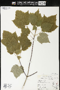 Acer spicatum image