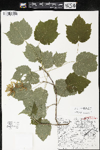 Acer spicatum image