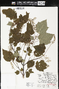 Acer spicatum image