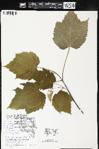 Acer spicatum image