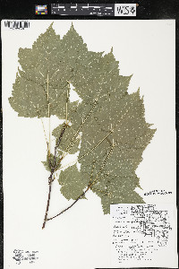 Acer spicatum image