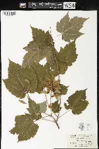 Acer spicatum image