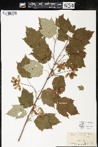 Acer spicatum image