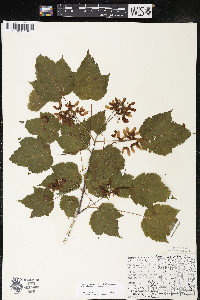 Acer spicatum image