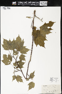 Acer spicatum image