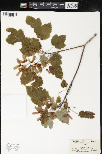 Acer spicatum image