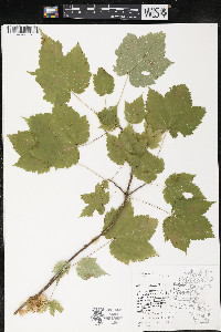 Acer spicatum image