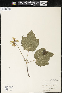 Acer spicatum image