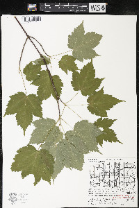 Acer spicatum image