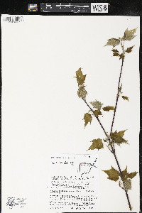 Acer spicatum image