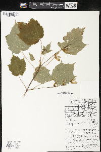 Acer spicatum image