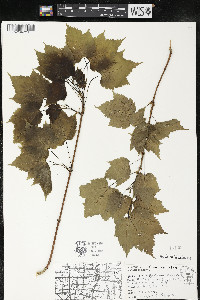 Acer spicatum image