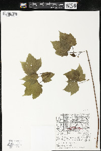 Acer spicatum image