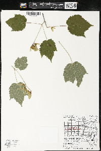 Acer spicatum image