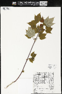 Acer spicatum image