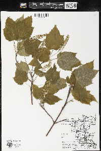 Acer spicatum image