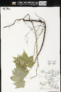 Acer spicatum image