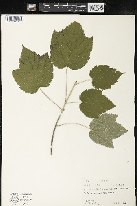 Acer spicatum image