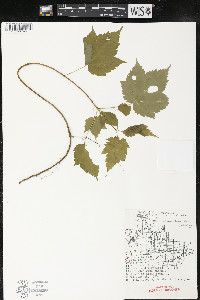 Acer spicatum image