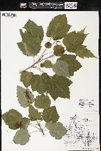 Acer spicatum image