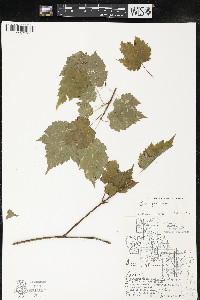 Acer spicatum image