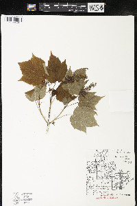 Acer spicatum image