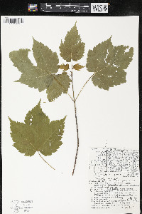Acer spicatum image