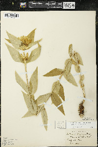 Gentiana alba image