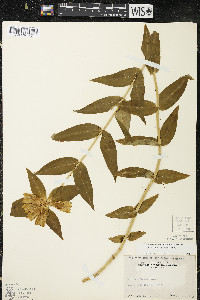 Gentiana alba image