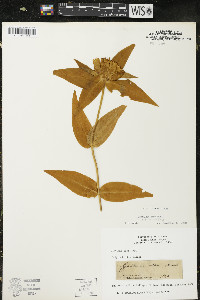 Gentiana alba image