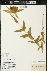 Gentiana alba image