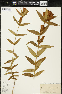 Gentiana alba image